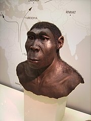 180px-Homo_erectus.JPG