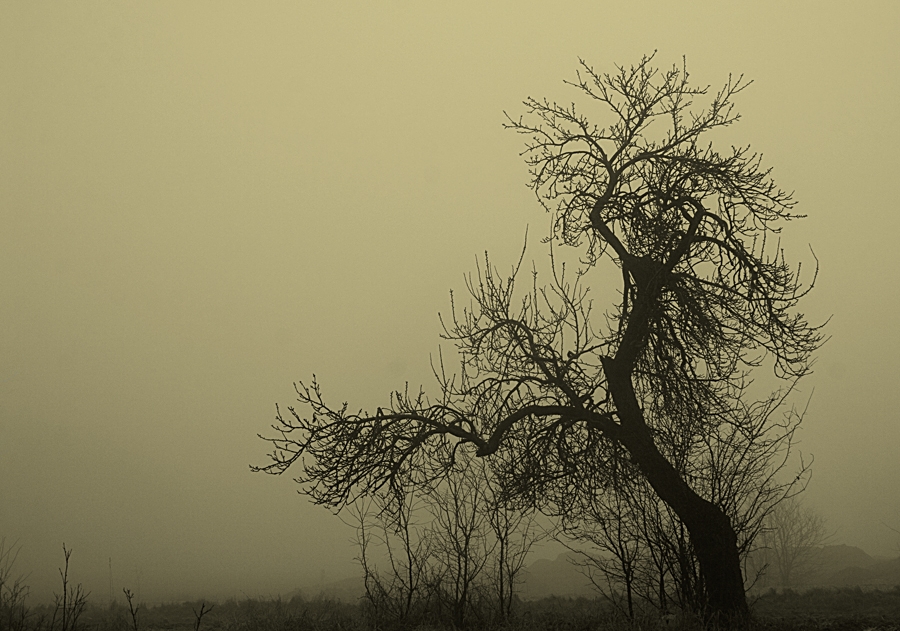 Lonely_tree__by_Krawat93.jpg