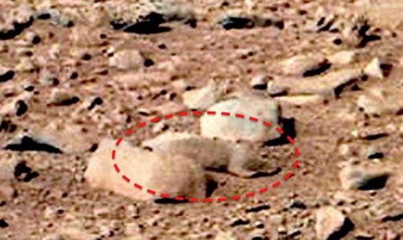 Mars-rat.jpg