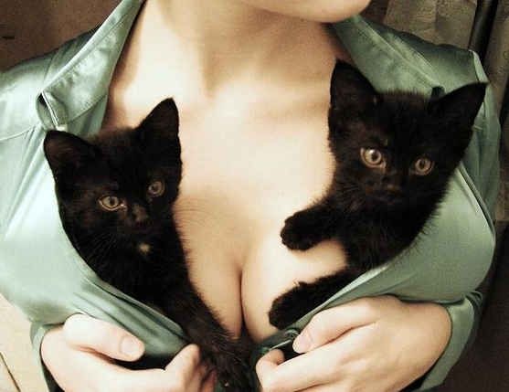 Znalezione obrazy dla zapytania small cat on girl's boobs