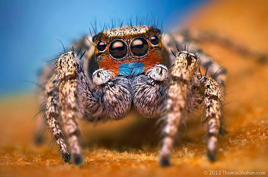 impressive-cool-macro-photography-spiders-close-up-pictures-3.jpg.ea0964835acca99469465461b95c92b9.jpg