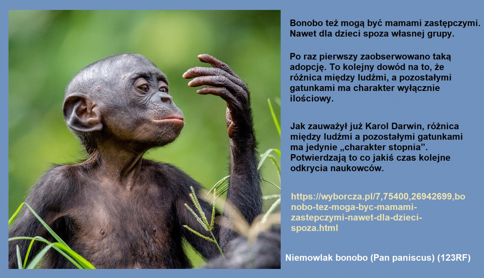 bonobo_adop.jpg