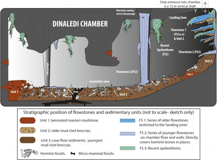 Cartoon_illustrating_the_geological_and_taphonomic_context_and_distribution_of_fossils,_sediments_and_flowstones_within_the_Dinaledi_Chamber.jpg