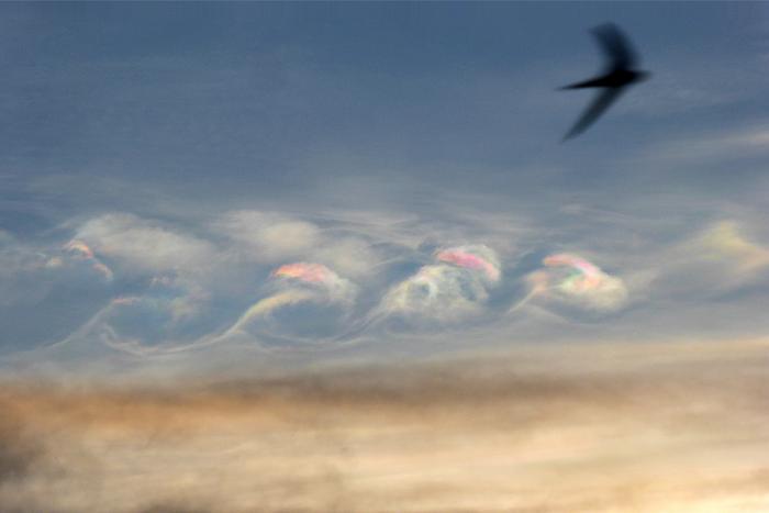 Peter-Lowenstein-Iridescent-Kelvin-Helmholtz-clouds-with-passing-Swallow-Mutare-Zimbabwe_1457800652.jpg