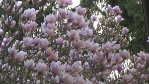 Magnolia pośrednia20130423.jpg