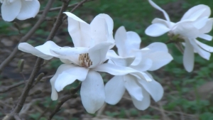 Magnolia gwiaździsta20130423.jpg