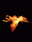 5298-phoenix.phoenix.gif