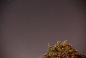 M31 i sosna.jpg