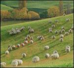 sheeps_ursa.jpg
